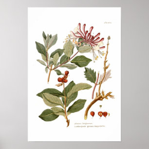 Póster Periclymenum do Lonicera (madressilva)
