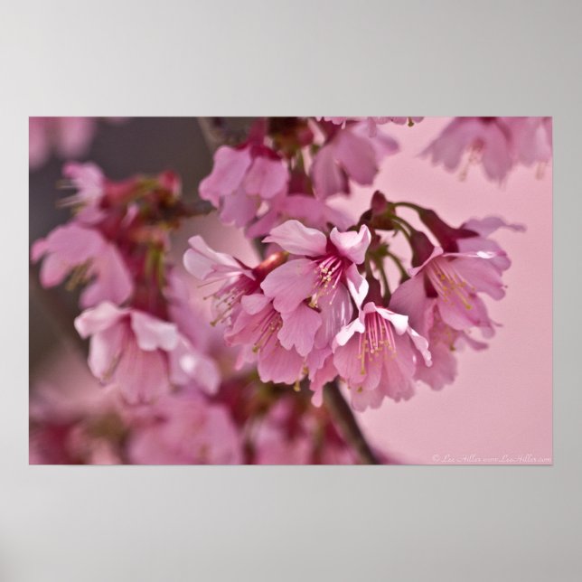 Póster "Perigo cor-de-rosa" Cherry Blossoms Japoneses Pos (Frente)