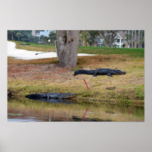 Póster Perigo de Jacaré no Campo de Golfe