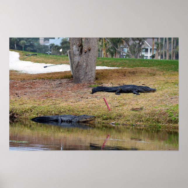 Póster Perigo de Jacaré no Campo de Golfe (Frente)