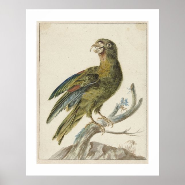 Poster Periquito (1670 - 1719) por Jan Weenix  (Frente)