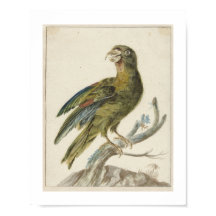Periquito (1670 - 1719) por Jan Weenix