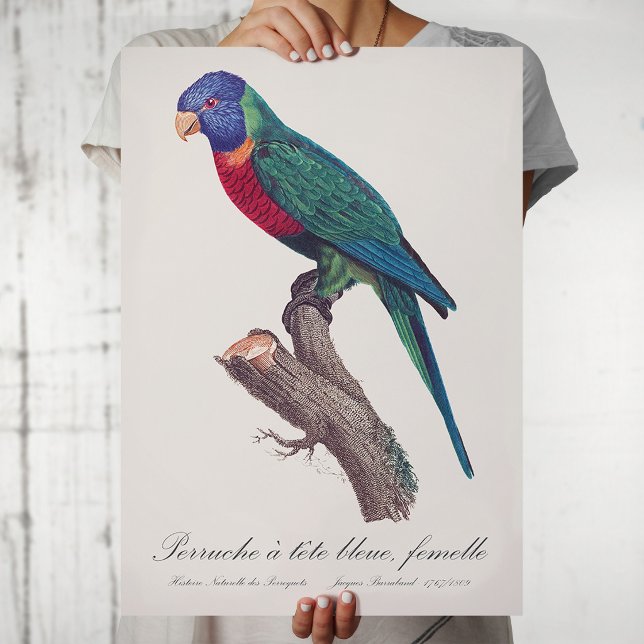 Poster Periquito-arco-íris fêmea, Trichoglossus moluccanu (Perruche a tete bleue, femelle / Rainbow lorikeet, female. Poster)