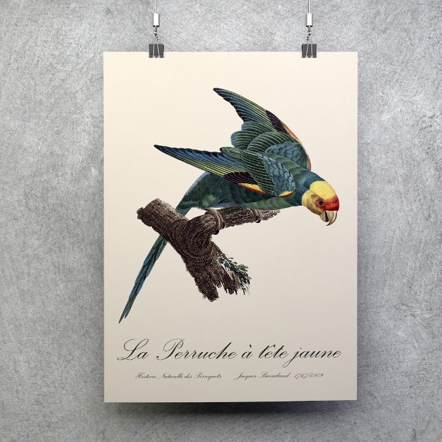 Poster Periquito-da-carolina, Conuropsis carolinensis (Carolina parakeet, Conuropsis carolinensis. Poster)