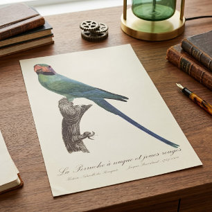 Poster Periquito-de-cauda-longa, Psittacula Longicauda