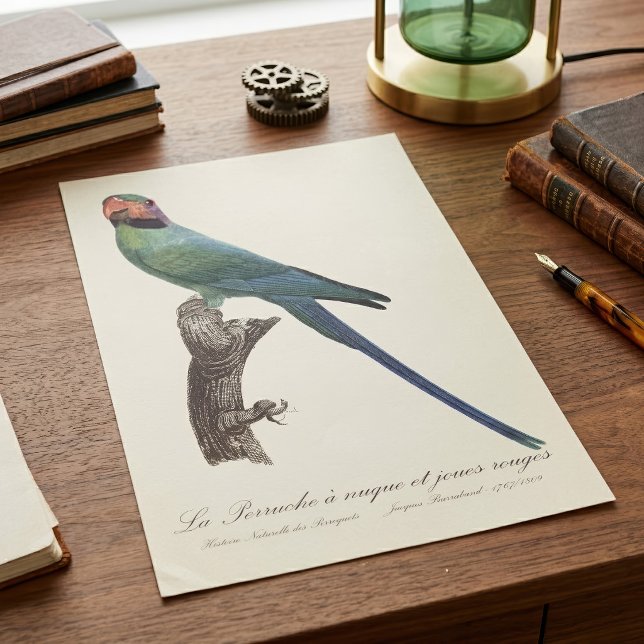 Poster Periquito-de-cauda-longa, Psittacula Longicauda (Long-Tailed Parakeet, Psittacula Longicauda. Poster)