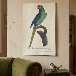 Poster Periquito-fronte-laranja, Eupsittula Canicularis