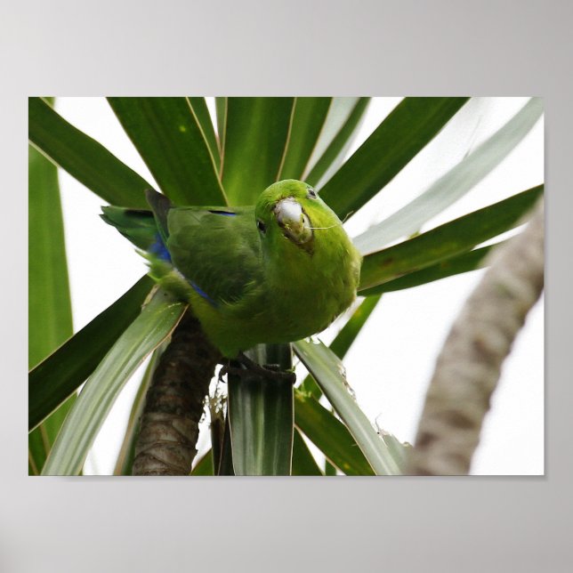 POSTER PERIQUITO TUIM 2 (Frente)