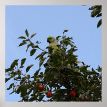 Periquito-verde