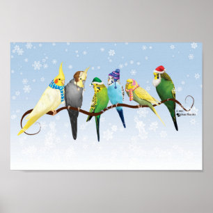 Poster Periquitos e Cockatiels de inverno