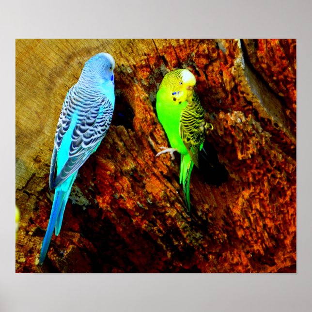 Póster Periquitos (Melopsittacus undulatus) (Frente)