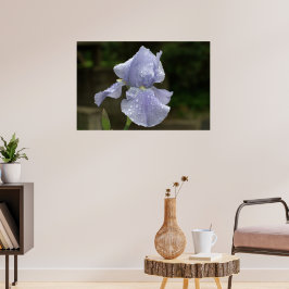 Poster Periwinkle Iris com gotas de chuva
