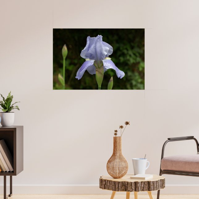 Póster Periwinkle Iris com Raindrops Garden (Sala de Estar 3)