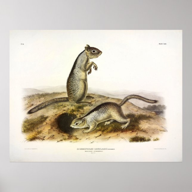 Poster Permofilia de Douglass (Esquilo Solto) - Audubon (Frente)