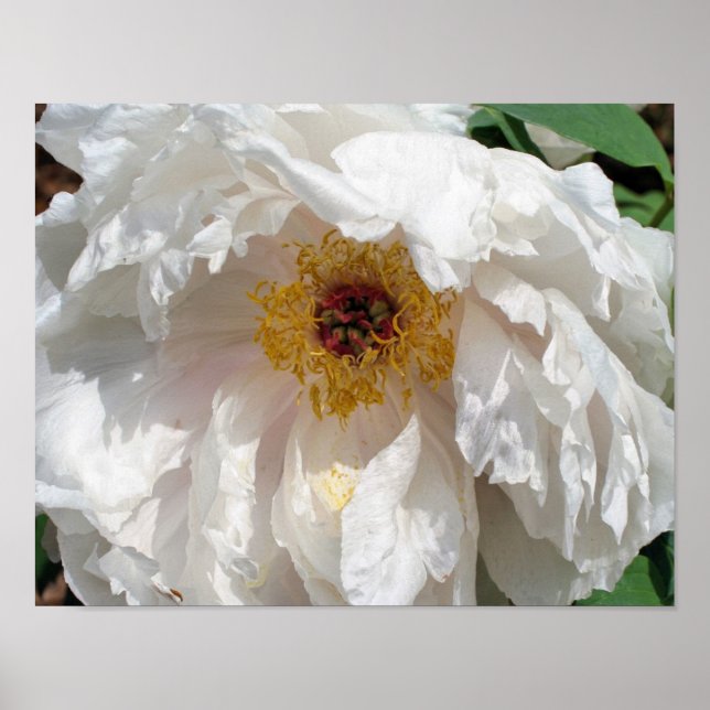 Poster Pérolas De Flores Brancas Com Pólen (Frente)
