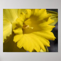 Pérolas E Centro De Flores Amarelas De Daffodil