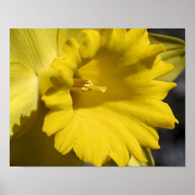 Póster Pérolas E Centro De Flores Amarelas De Daffodil (Frente)