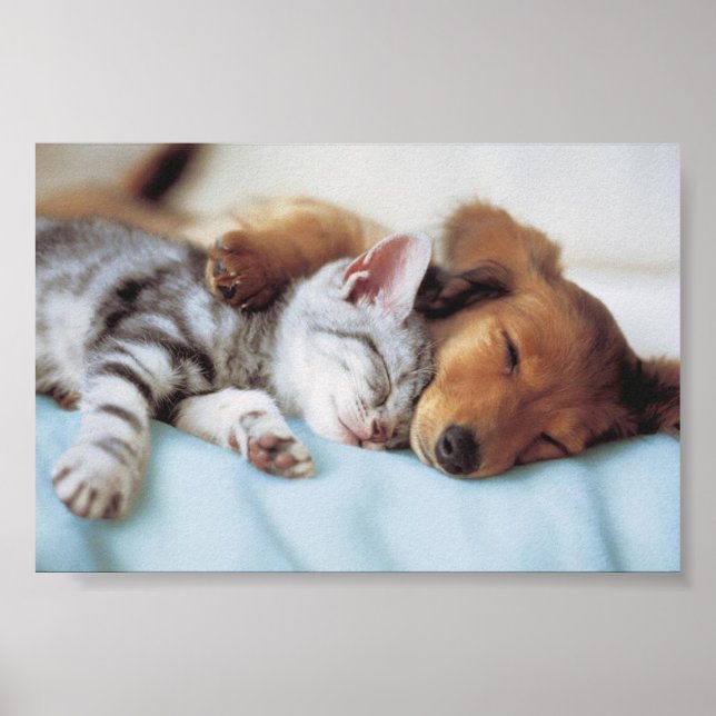 Poster perro y gato (Frente)