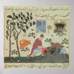 Póster Pers 332 Pepper tree e preparação de pimenta