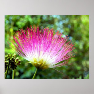 Poster persa da flor da árvore de seda