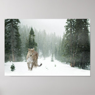Poster persa do leopardo de neve