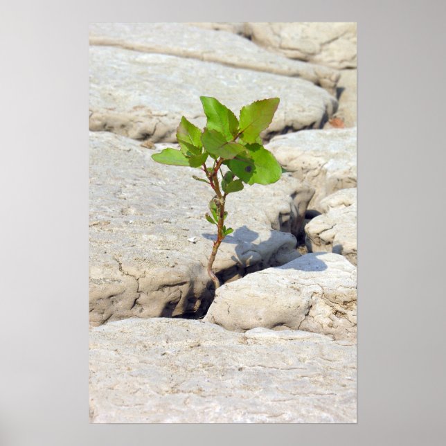 Póster perseverança (Frente)