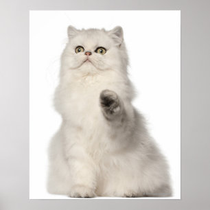 Póster Persian cat sitting