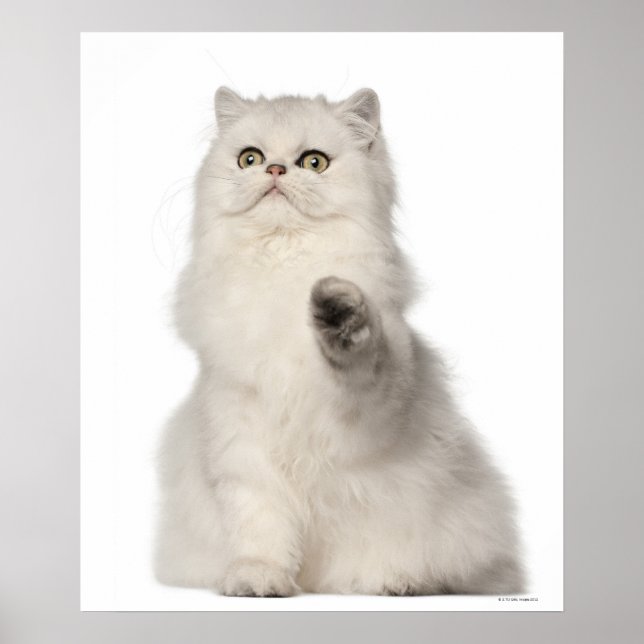 Poster Persian cat sitting (Frente)