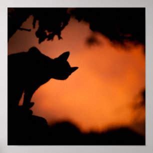 Poster Personalização do Plano de Fundo Laranja de Gato