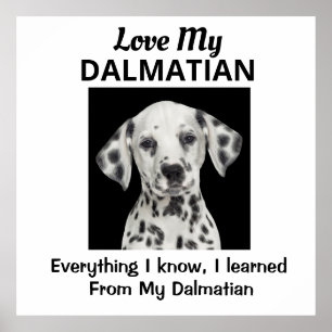 Poster Personalizado Dalmático