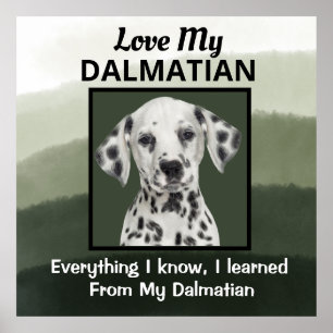 Poster Personalizado Dalmático
