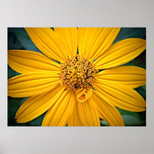 Poster Personalizar Flor Amarelo Bonita