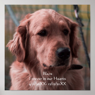 Poster Personalizar o Memorial do Pet