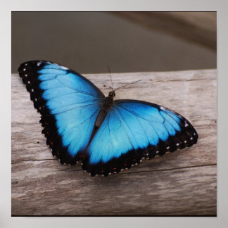 Póster Personalizar produto