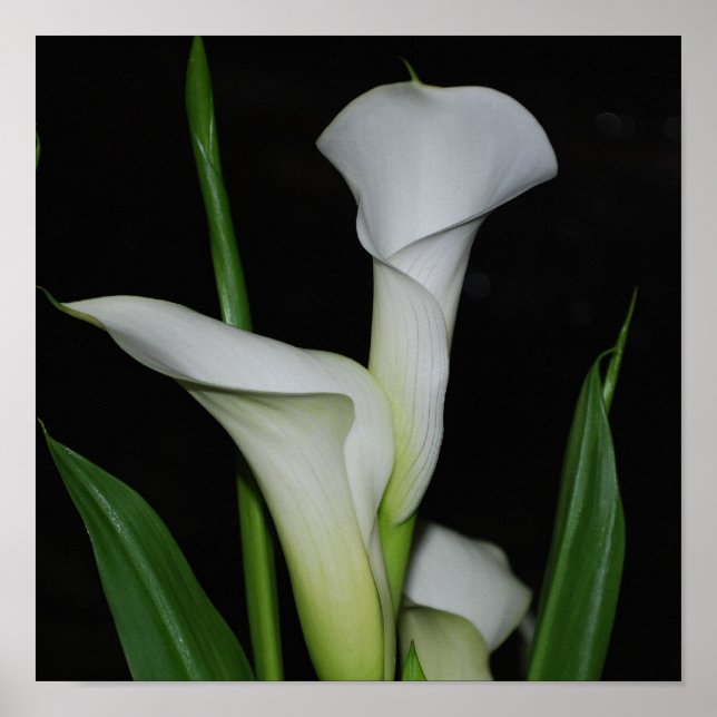 Póster Personalizar produto (Frente)