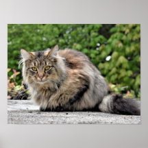 Poster personalizável de Gato de Maine Coon Kitty
