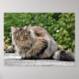 Poster personalizável de Gato de Maine Coon Kitty