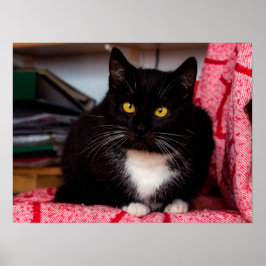 Poster personalizável para gatos pretos e brancos