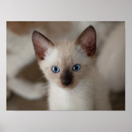 Poster personalizável para gatos siameses