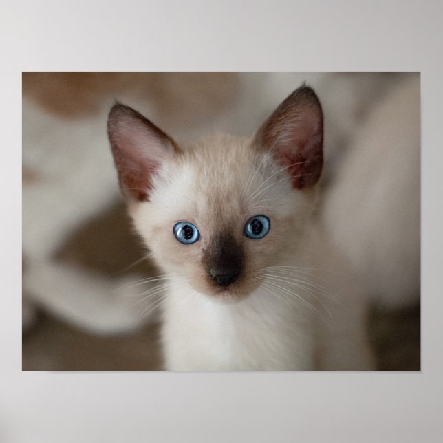 Poster personalizável para gatos siameses (Frente)
