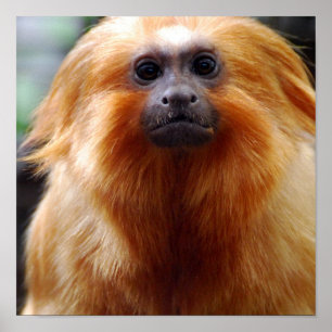 Póster Personalize o produto