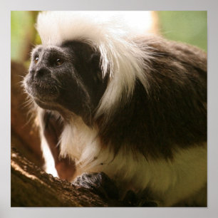 Póster Personalize o produto