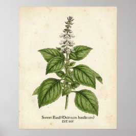 Poster Personalized Vintage Basil Herb Botanical Kitchen 