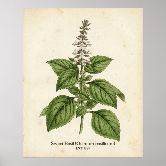 Poster Personalized Vintage Basil Herb Botanical Kitchen  (Frente)