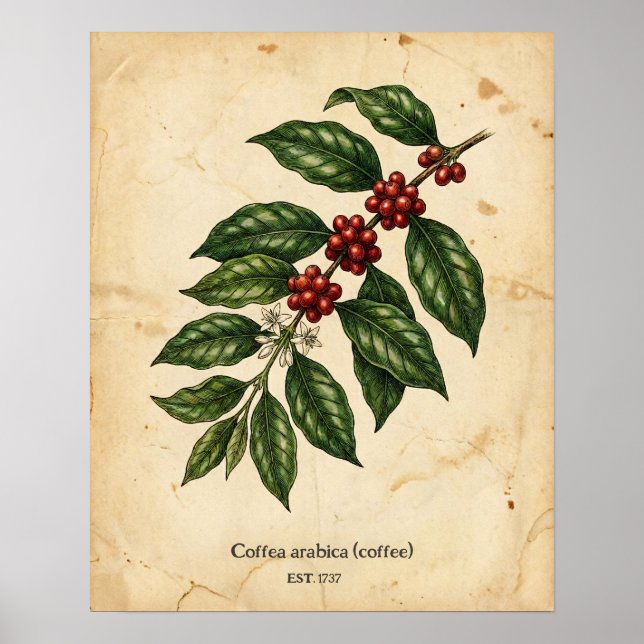 Poster Personalized Vintage Coffee Plant Botanical (Frente)
