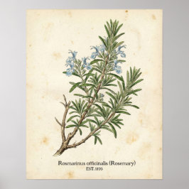 Poster Personalized Vintage Rosemary Herb Botanical