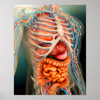 Poster Perspectiva Do Corpo Humano, Órgãos Inteiros