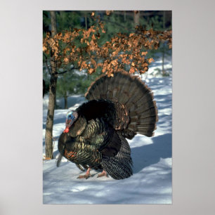 Póster Peru selvagem oriental, gobbler enorme no suporte