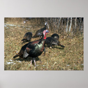 Póster Perus selvagens de Merriams, gobbler grande e