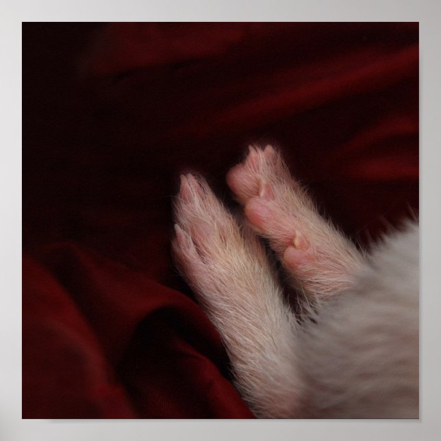 POSTER PÉS (Frente)